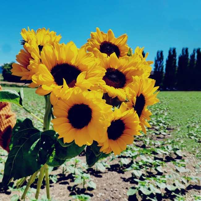 Blumenhändler Genf - Blumenlieferung in der Schweiz | Bestellen ...