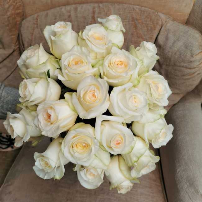 Cremefarbenes Rosa
