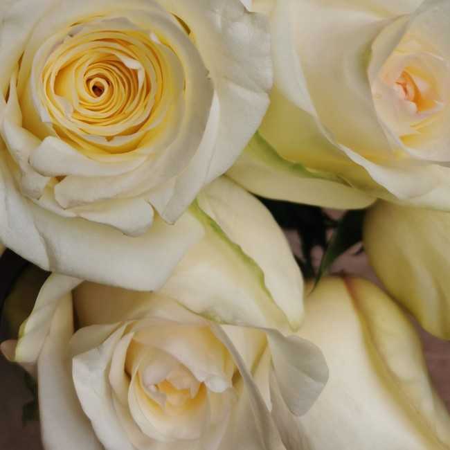 Cremefarbenes Rosa
