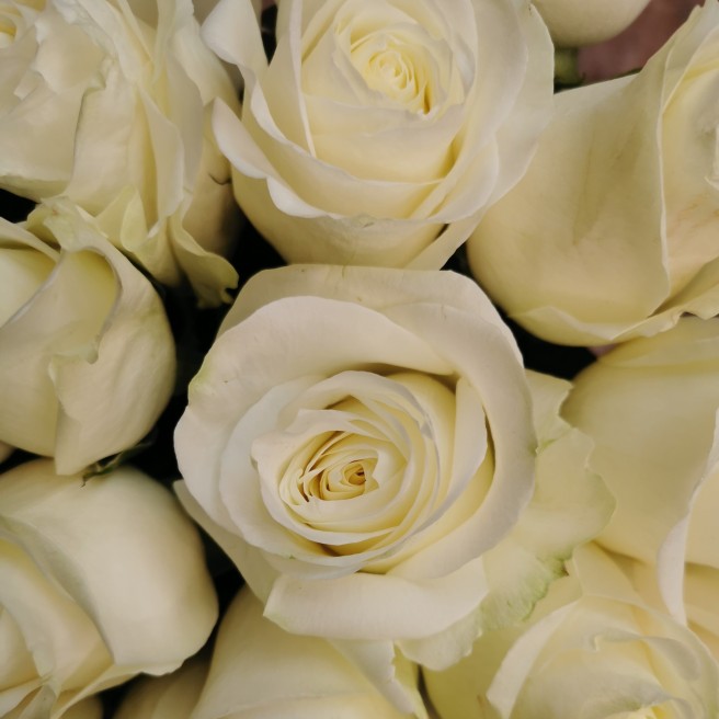 Livraison Bouquet de roses blanches | Bouvard Fleurs
