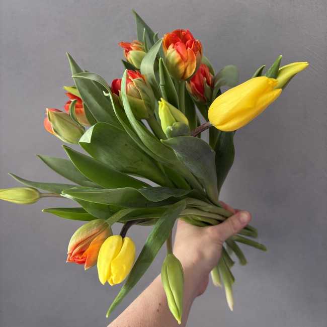 Orange Tulpen