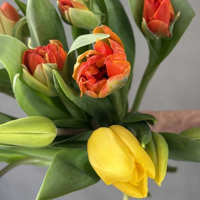 Orange Tulpen