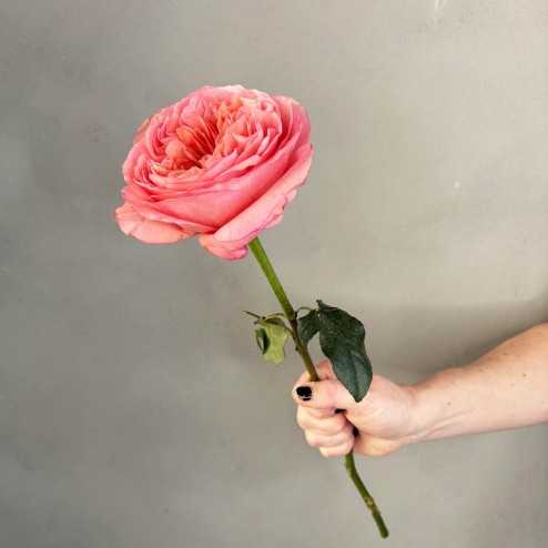 Rose Pink