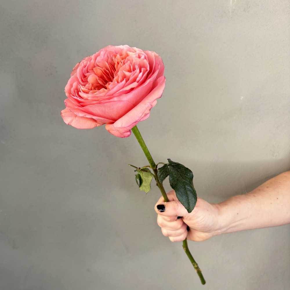 Rose Pink