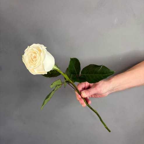 White Rose