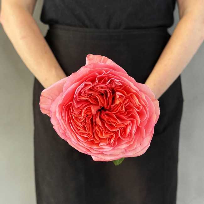 Rose Pink