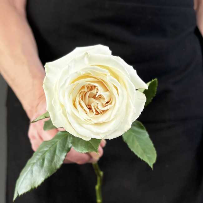 Rose Blanche