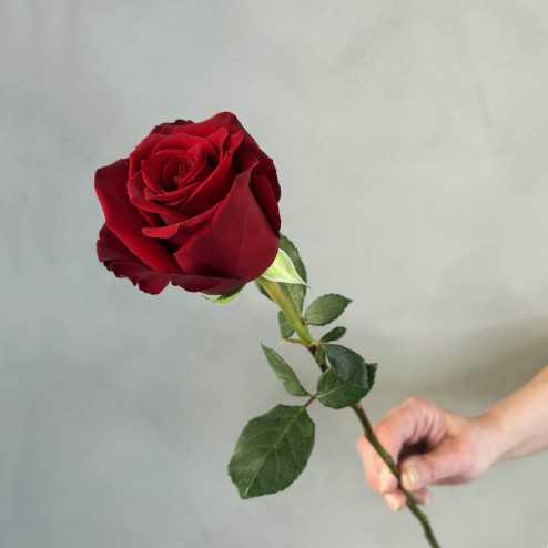 Rose Rouge