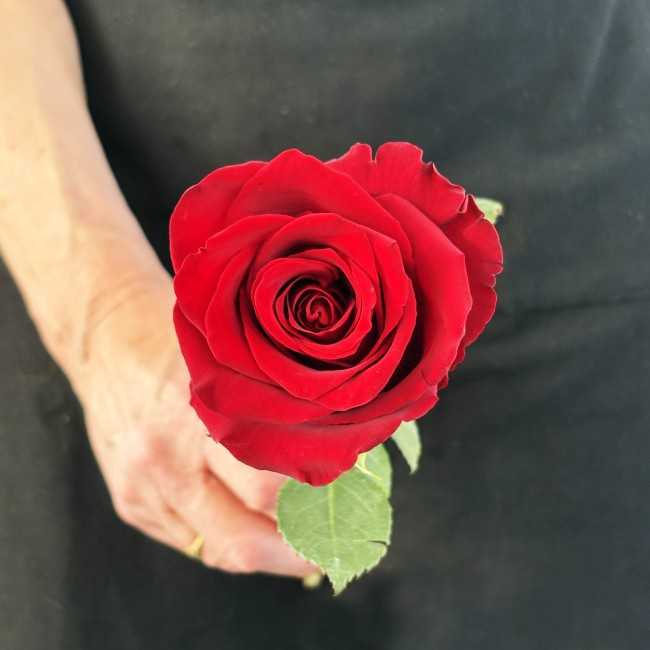 Rose Rouge