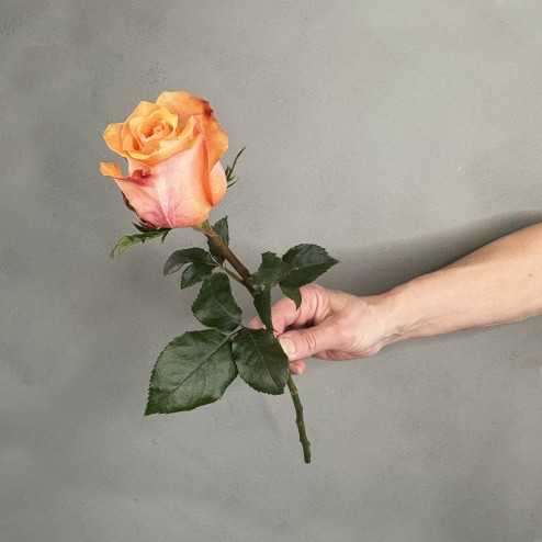 Rosa Orange