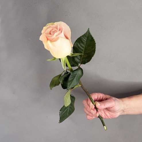 light pink rose