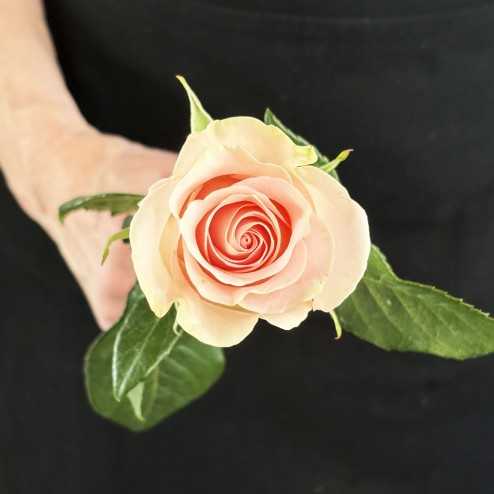 Rose Bouquet Delivery