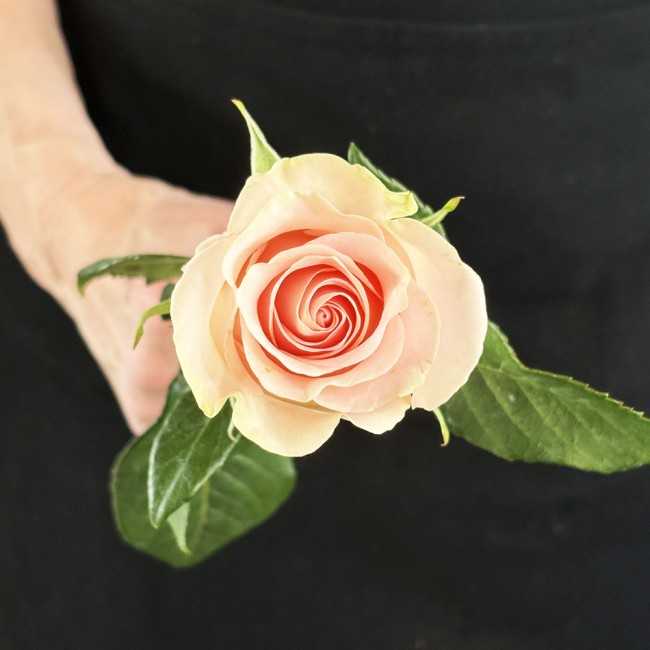 light pink rose