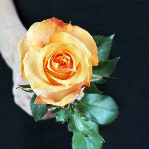 Orange roses delivery | Bouvard Fleurs