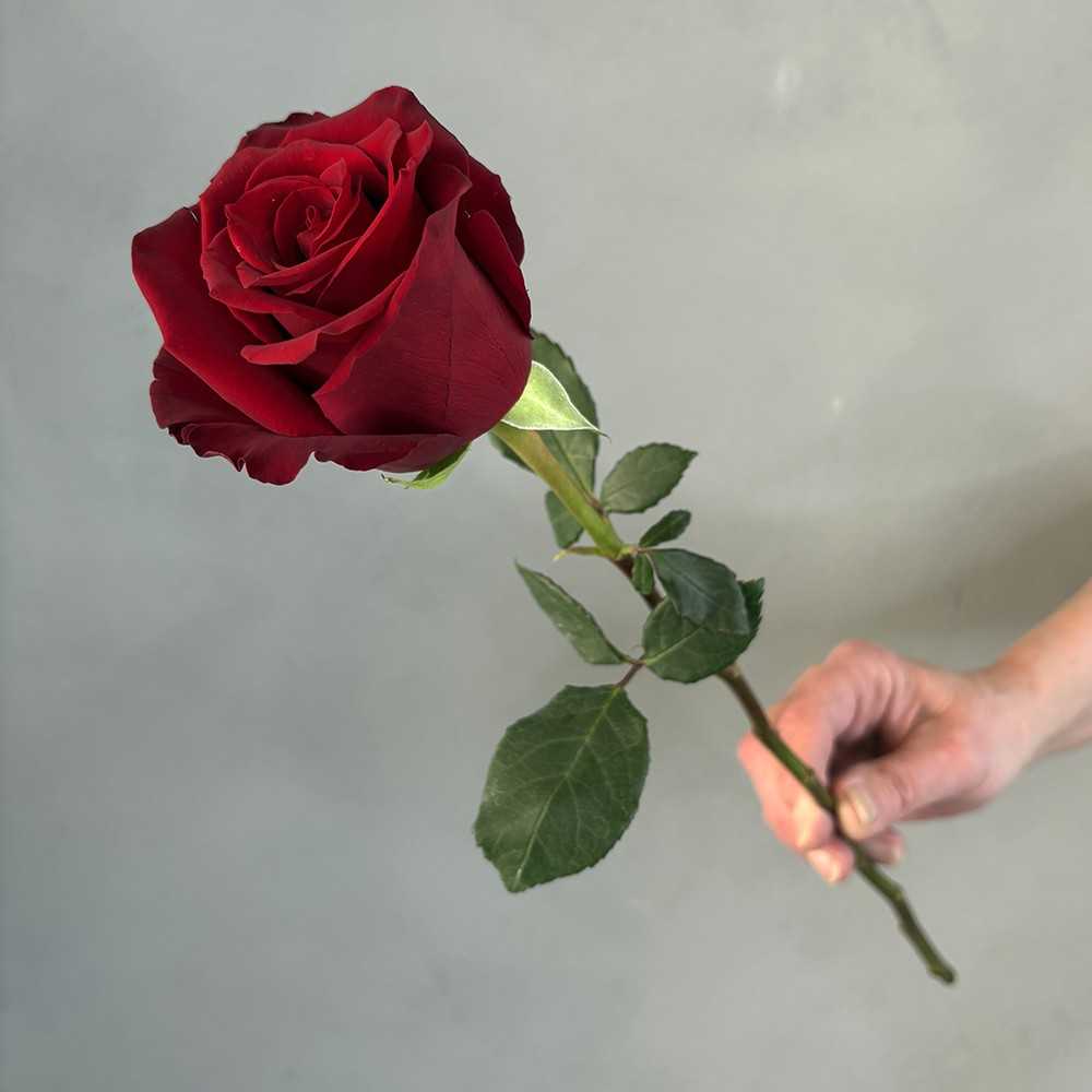 La Rose Rouge