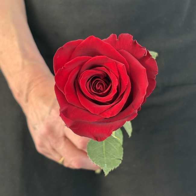 La Rose Rouge