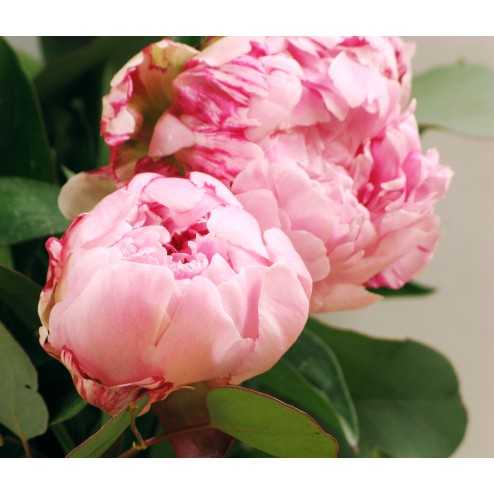Bouquet de pivoines roses – Le Paeony | Livraison fleurs Suisse
