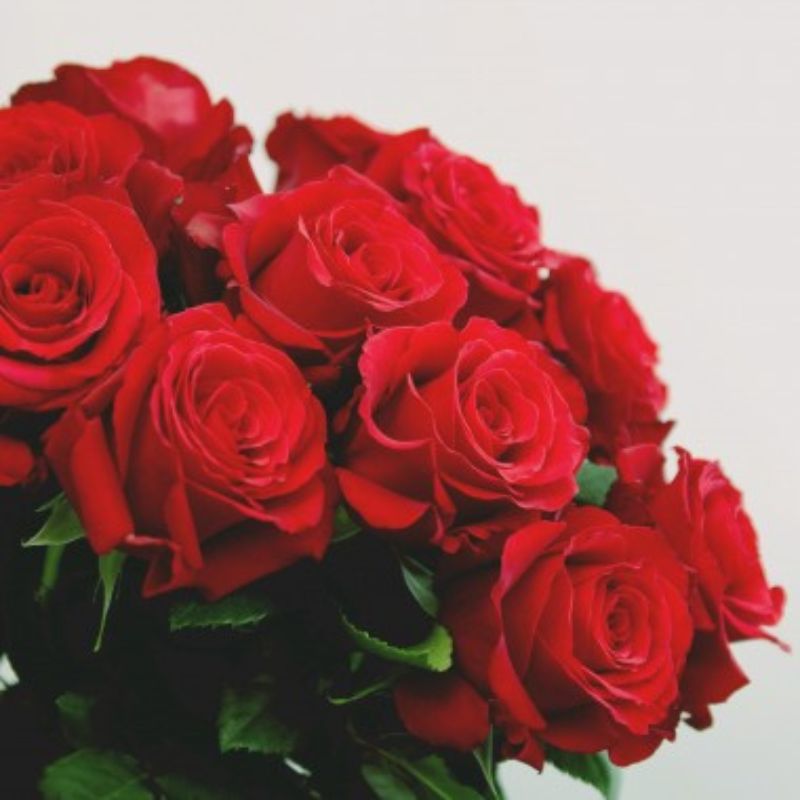 Tout savoir sur la rose : histoire, symbolique et couleurs – Bouvard Fleurs