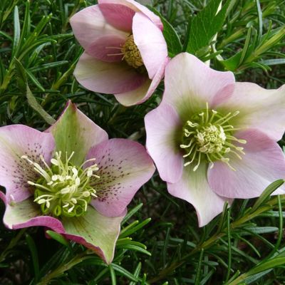 Hellebores