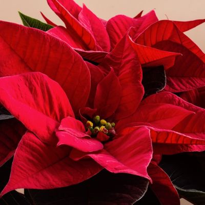 poinsettia etoile de noel