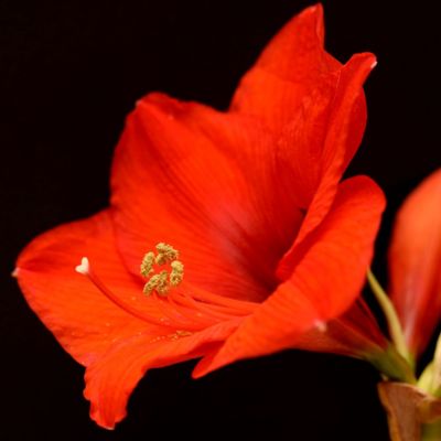 L'Amaryllis