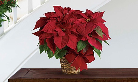 Le poinsettia ou Étoile de Noël est le roi (Mage ?) des plantes à offrir pour les Fêtes de fin d’année.