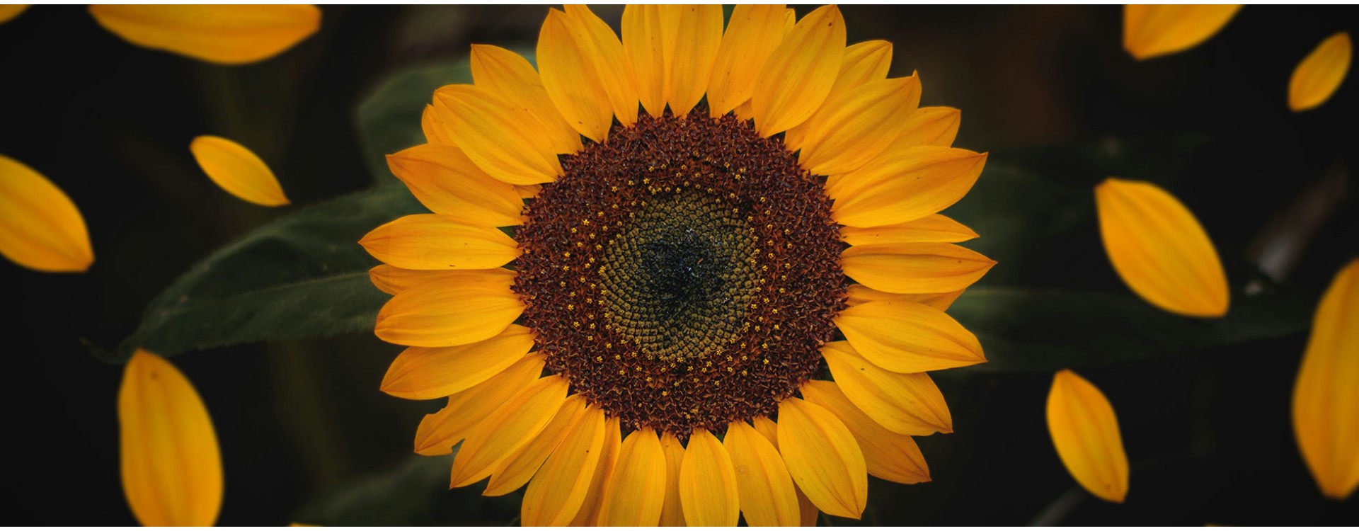 Welche Blumensträuße halten der großen Hitze am besten stand?