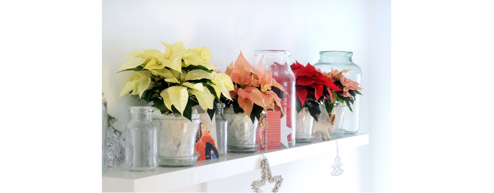 Poinsettia: how to care for the Christmas Star?