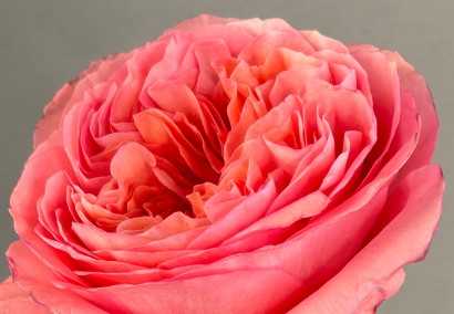 Die Vorteile der Aromatherapie