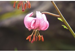 Die symbolträchtigen einheimischen Blumen der Schweiz und ihre Verwendung