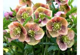 Helleborus: Wie pflegt man die Christrose?