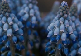 Flower bouquets: the most fragrant species