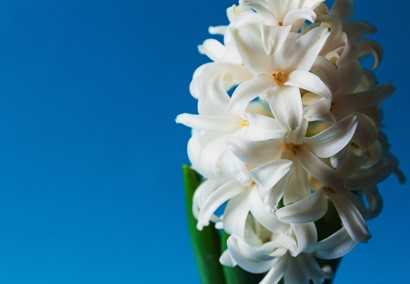 Flower bouquets: the most fragrant species