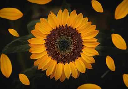 Quels bouquets résistent le mieux aux fortes chaleurs ?