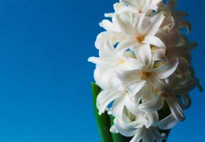 Bouquet de fleurs : les espèces les plus parfumées
