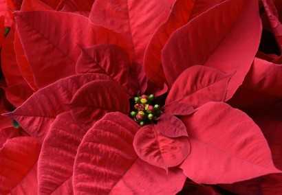 Die Starblumen im Winter