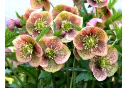 Hellebore: how to care for the Christmas rose?